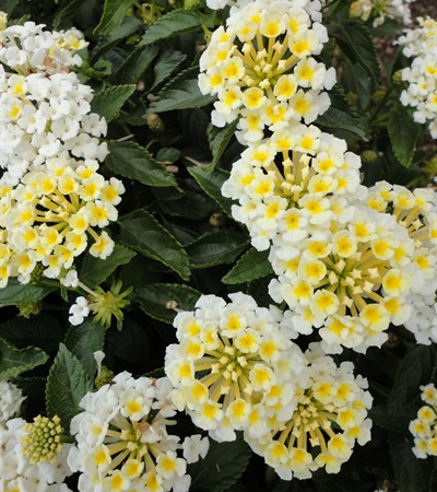 Lantana Luscious® Royale Piña Colada